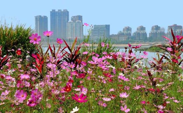 格桑花波斯菊 格桑花波斯菊（波斯菊格桑花） 生活