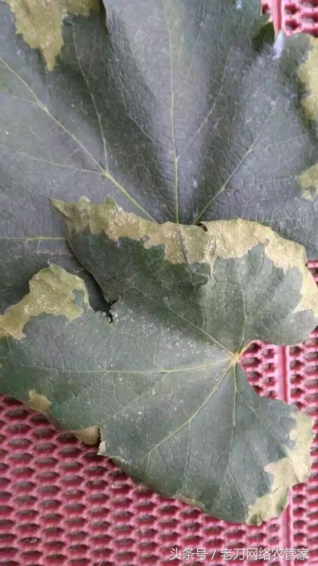 阴雨连绵又逢炎热干旱葡萄叶片青枯病发病重！雨季须引起重视1