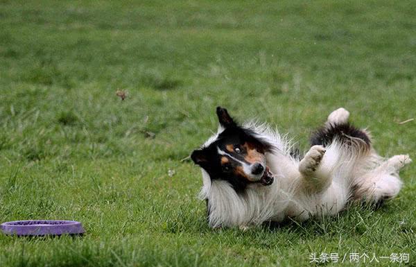 蘇格蘭牧羊犬好養嗎