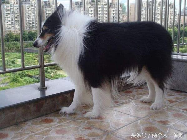 苏格兰牧羊犬多少钱