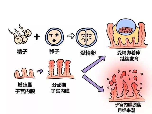 “试管婴儿”你真的了解吗？