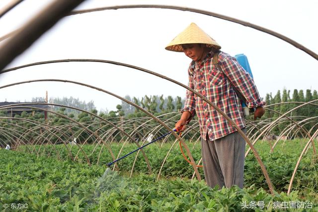 多效唑的作用特点和使用方法，以及使用注意事项