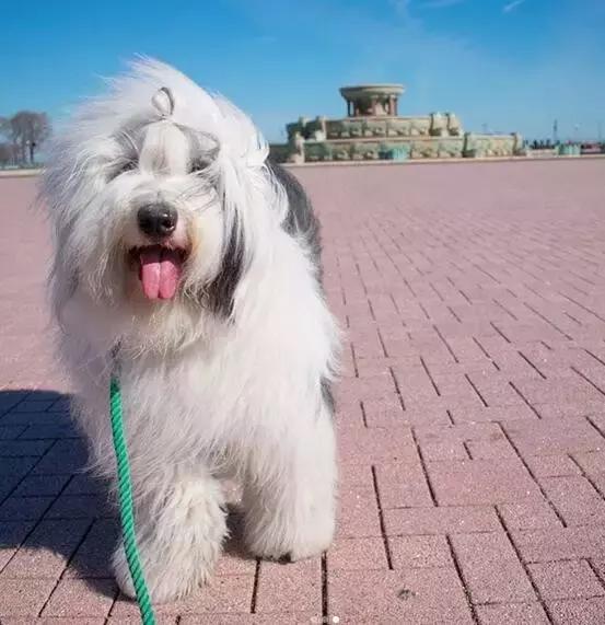 古牧幼犬价格