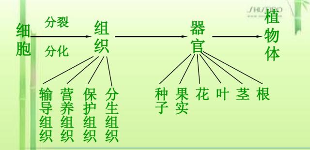 花是植物的什么器官