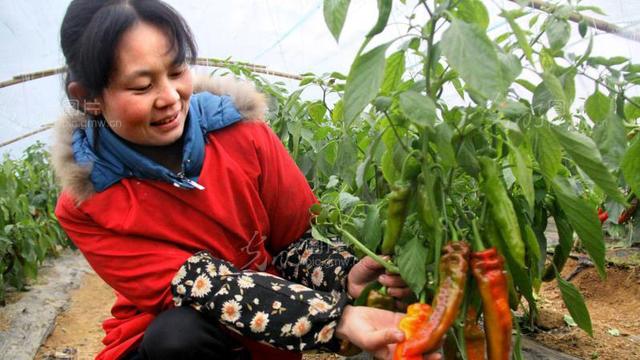 蔬菜常用杀菌剂全面总结！太牛了11