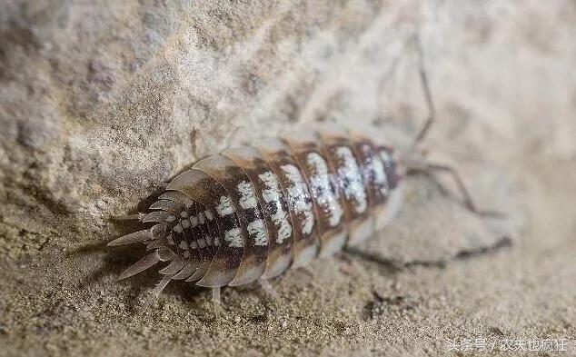 潮湿虫在农村老屋这种虫子经常出现潮湿虫长什么样