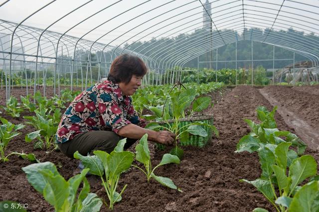 蔬菜美洲斑潜蝇怎么防治？推荐几个特效药剂2