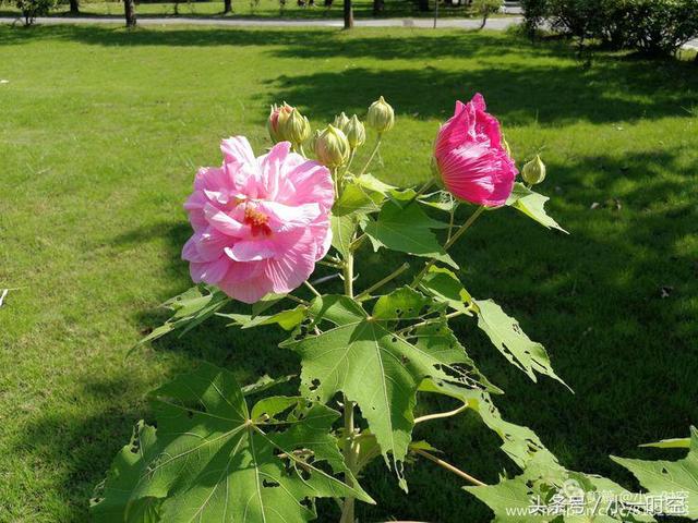 芙蓉花语