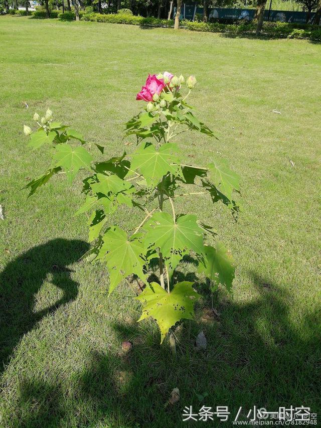 芙蓉花语 芙蓉花语（芙蓉花与木槿花的区别） 生活