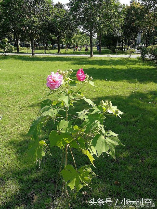 芙蓉花语 芙蓉花语（芙蓉花与木槿花的区别） 生活