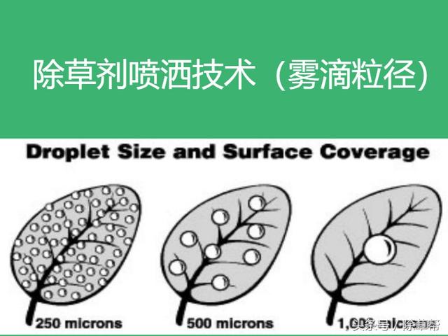 甘蔗田杂草的科学防控11