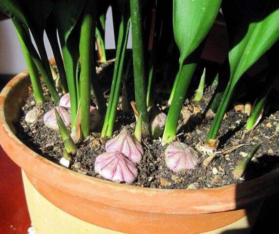 蜘蛛抱蛋（蜘蛛抱蛋产地分布） 生活
