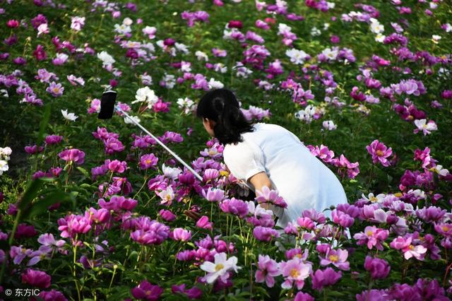 白芍图片