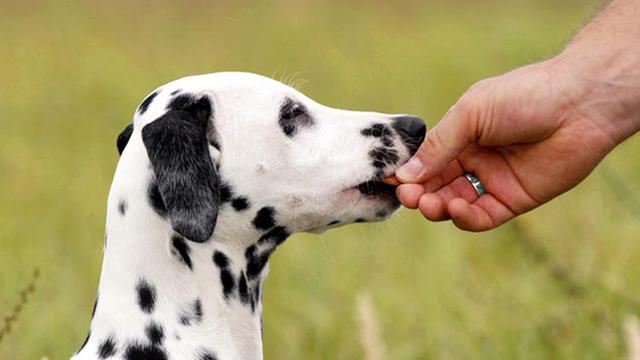 狗狗馴養入門教程(馴狗的正確方法圖解)-艾拉養犬