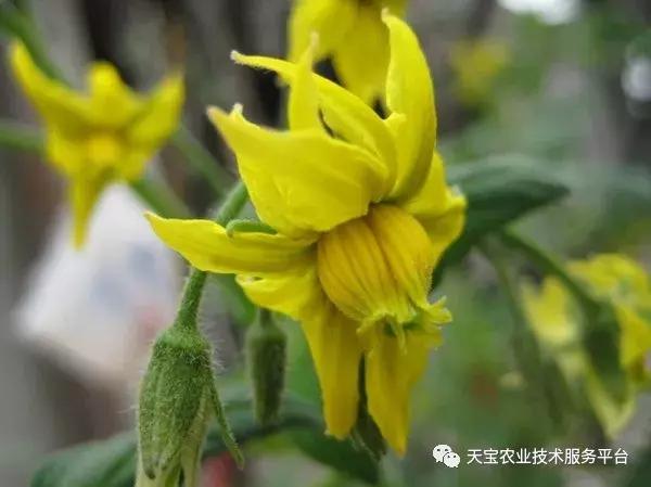 西红柿花期怎么管最好？实战总结！4