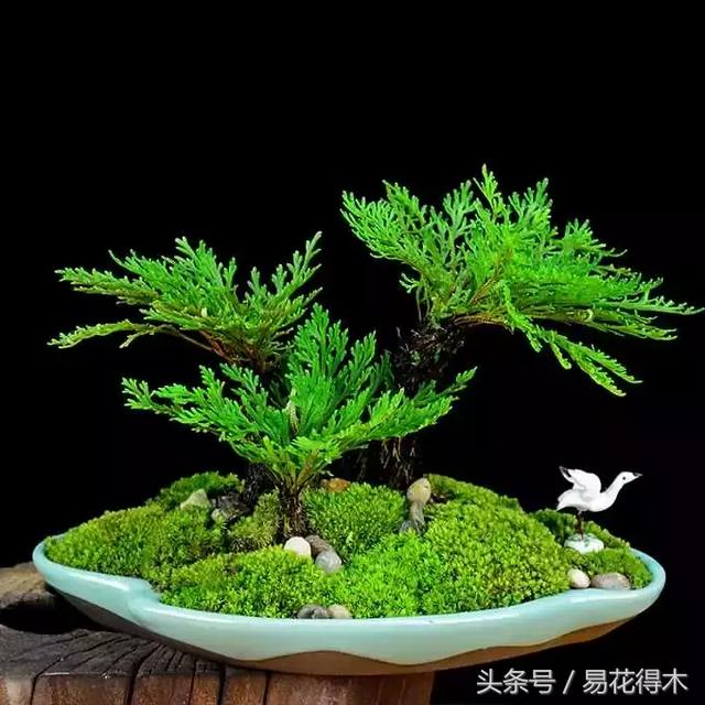 蕨类植物