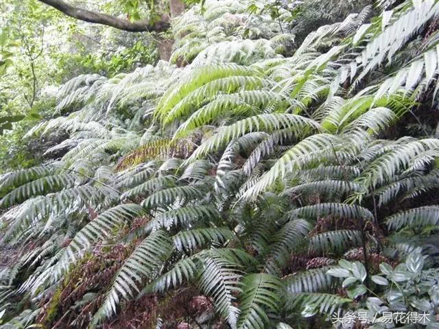 蕨类植物