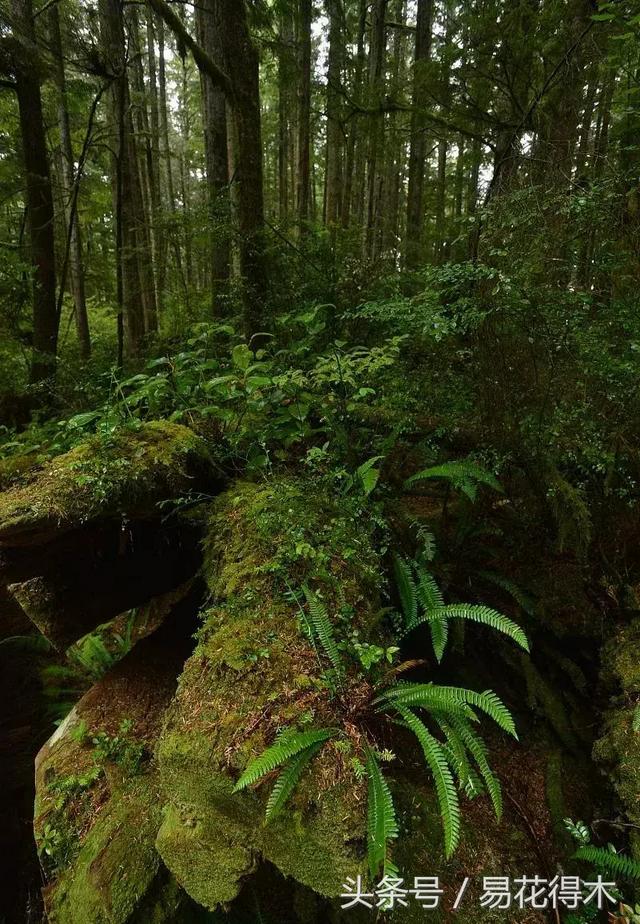 蕨类植物