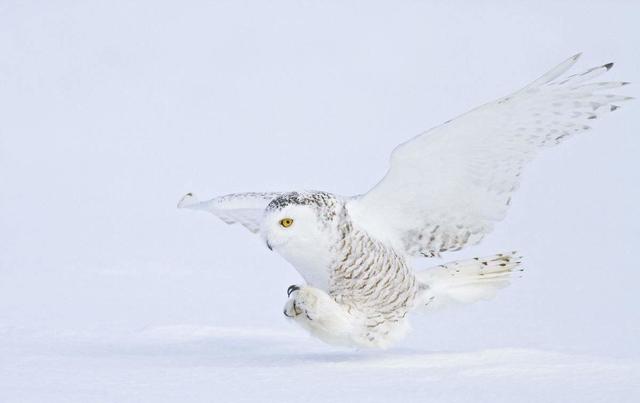 雪鸮