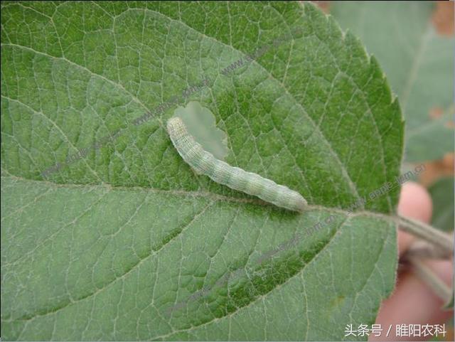 这个药杀卵效果十分突出，用一次顶三次1