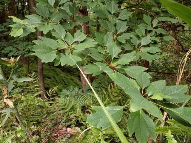 檫树 檫树（檫树花） 生活