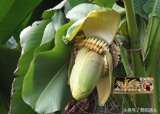 乡村中草药摄影：芭蕉花，像一颗心；入药补心凉血、散瘀止痛3