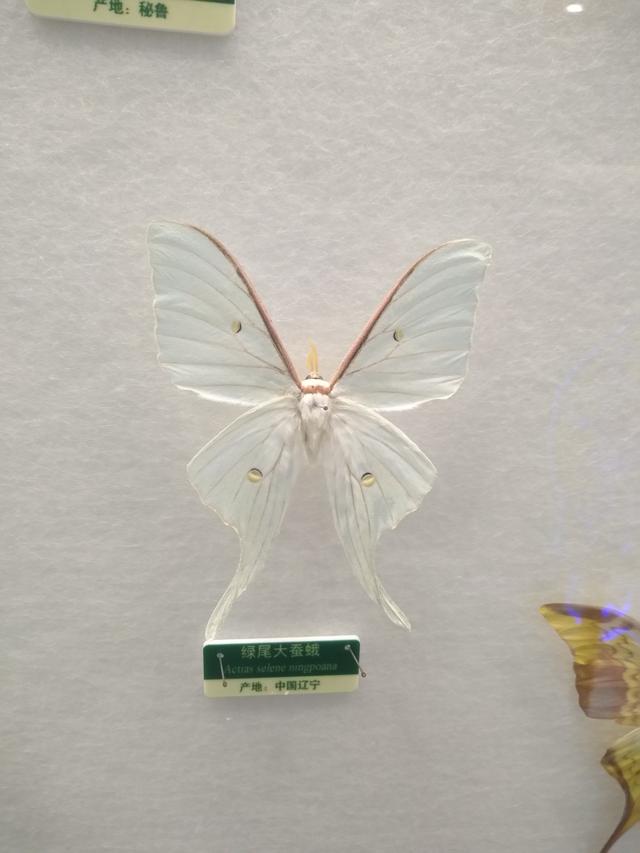 蝴蝶的种类