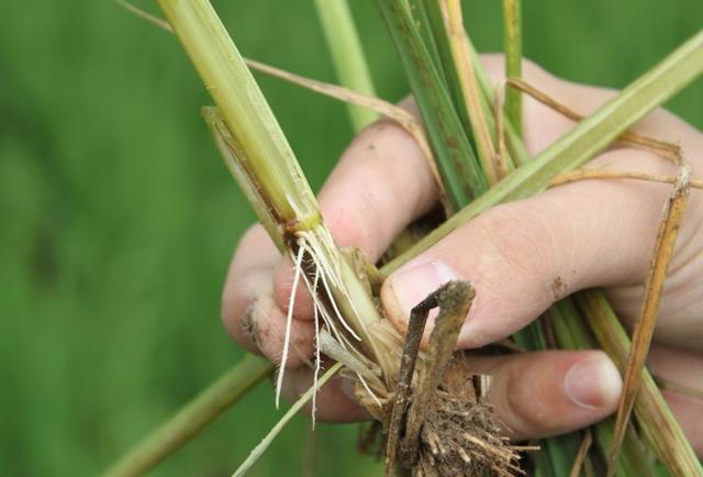 水稻恶苗病有哪些症状？什么原因引起的？该如何预防？