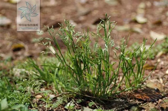 「植保技术」麦田杂草识别与区分（禾本科篇）34