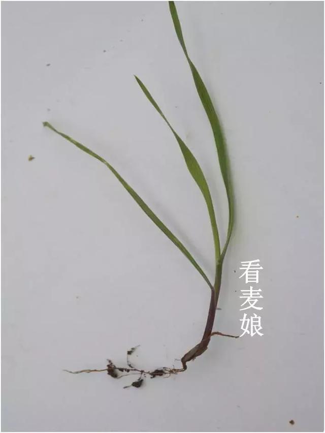 「植保技术」麦田杂草识别与区分（禾本科篇）65