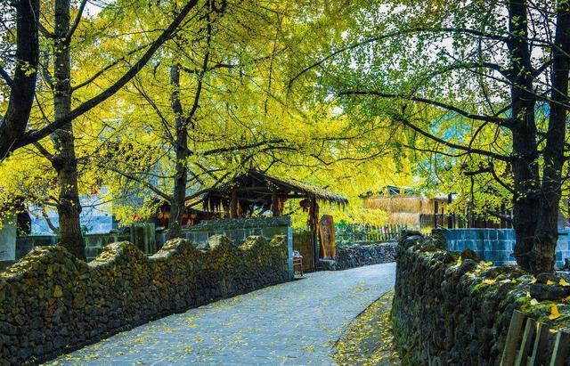腾冲银杏村最佳旅游时间2021预测(腾冲银杏村什么时候旅游好)