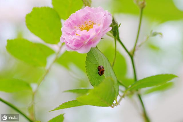 蔷薇花语