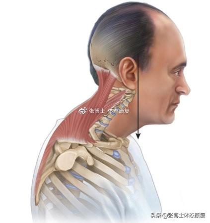 横膈膜呼吸 横膈膜呼吸（横隔膜呼吸练习方法） 生活