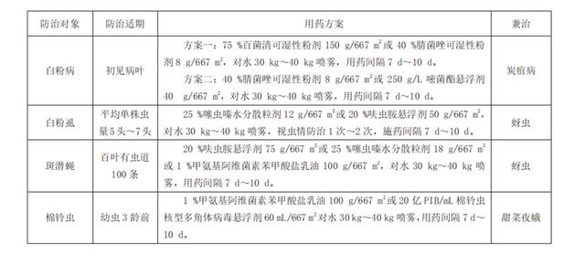 苦瓜虽苦，种好一样出口赚外汇，除了管理好，关键是几种农药使用8