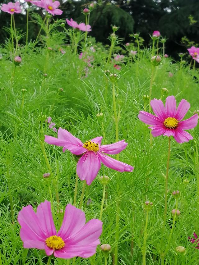 格桑花波斯菊