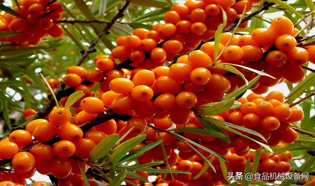 压滤机西瓜的简单介绍