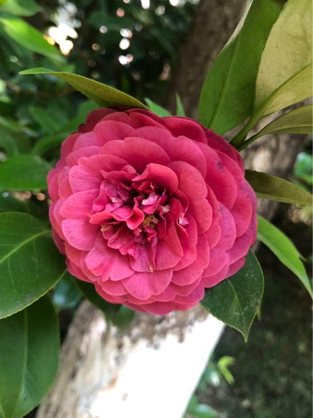花卉名称