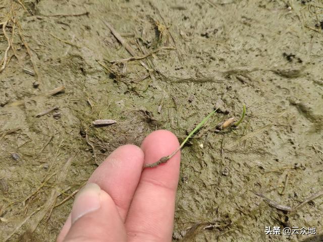 稻田稗草防除，氰氟草酯是主流配方，科学除草要排水回水并保水2