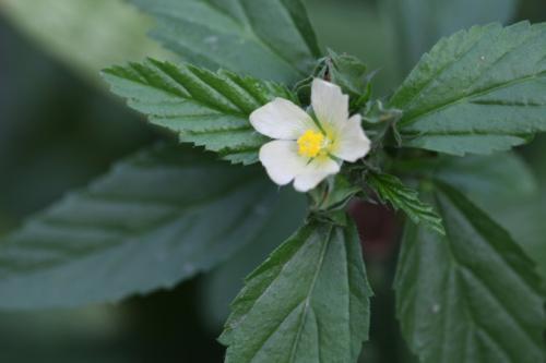 花葵 花葵「花葵花」 生活
