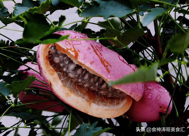 南方的水果