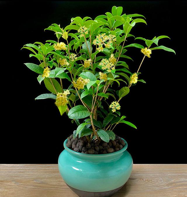 桂花树几月开花