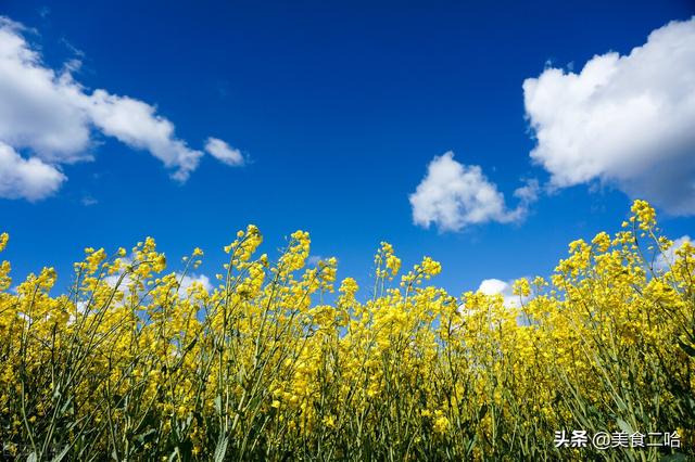 油菜花可以吃吗