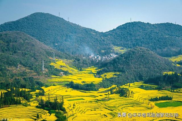 云南罗平油菜花