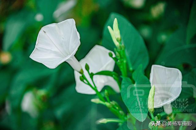 空心菜花芬芳綻放的美麗 潔白的花朵宛如喇叭很別致 艷麗迷人 Kks資訊網