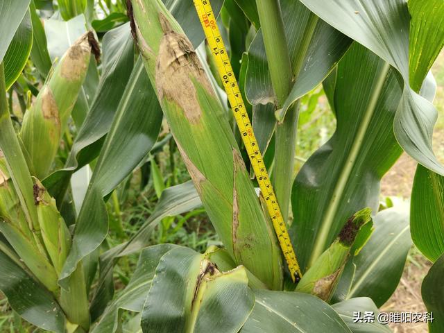 玉米控旺过度停止生长，做好这两点，很快就能恢复正常生长