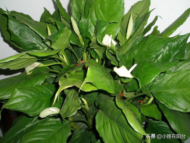 万年青 万年青（万年青的功效与作用） 生活