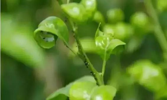 柑橘主要虫害防治药剂，药剂不是增加浓度药效就越好6