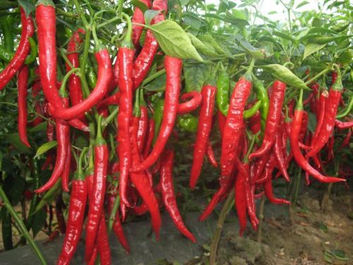 辣椒种植，可以提高辣椒产量的几种调节剂，如何使用教会大家