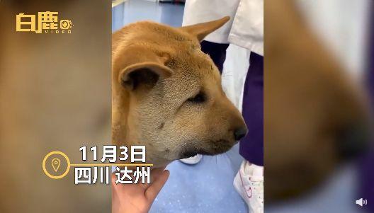 狗狗被蛇咬头肿成面包 才四个月大 只能剃毛 全网搜