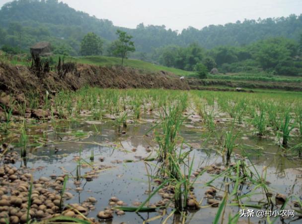 清远石螺养殖基地图片